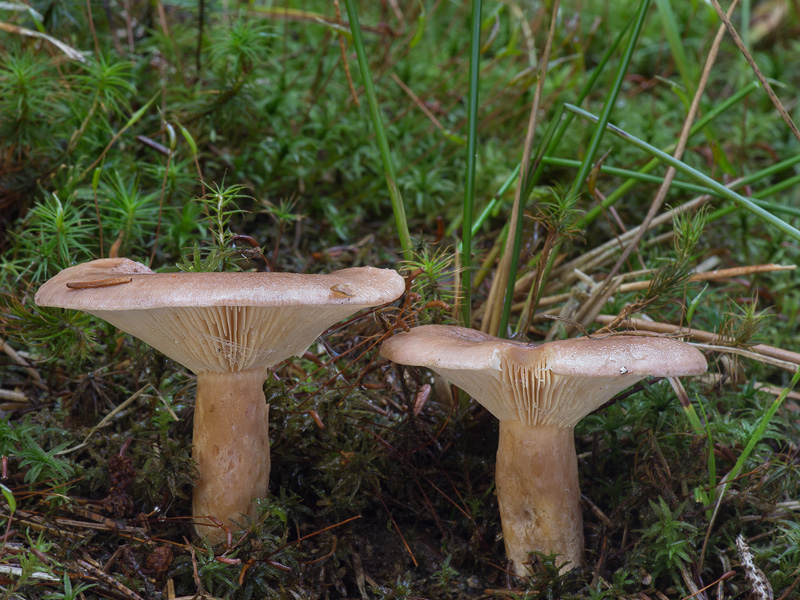 Lactarius hysginus